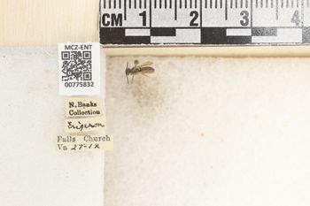 Media type: image;   Entomology 775832 Aspect: Labels